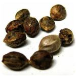Семена марихуаны АК-47  (Seeds AK-47) в Тетюшах